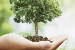 Tree-Planting-300x200